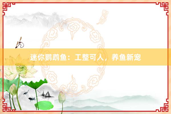 迷你鹦鹉鱼：工整可人，养鱼新宠